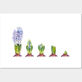 Stages of Hyacinth Blooming. Watercolor illustration. Posters and Art